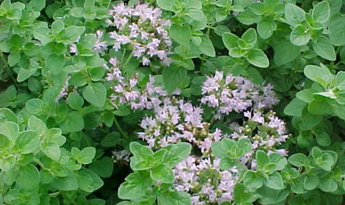 Oil of Oregano-What is it? Essential Oils Part 2