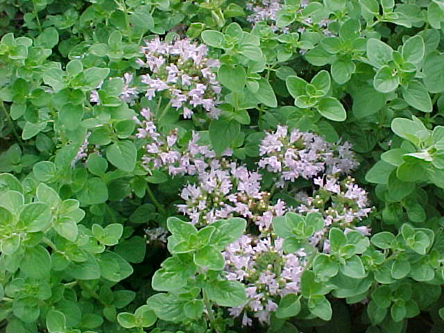 Oil of Oregano