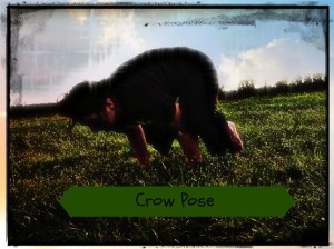 crow pose