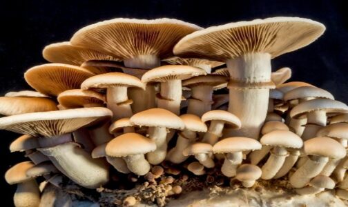 Favorite Mushrooms for Immune Support