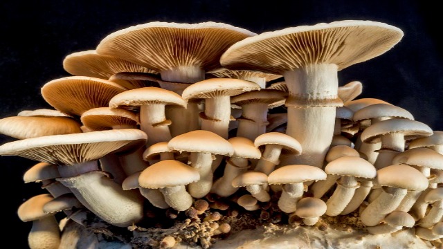 mushrooms